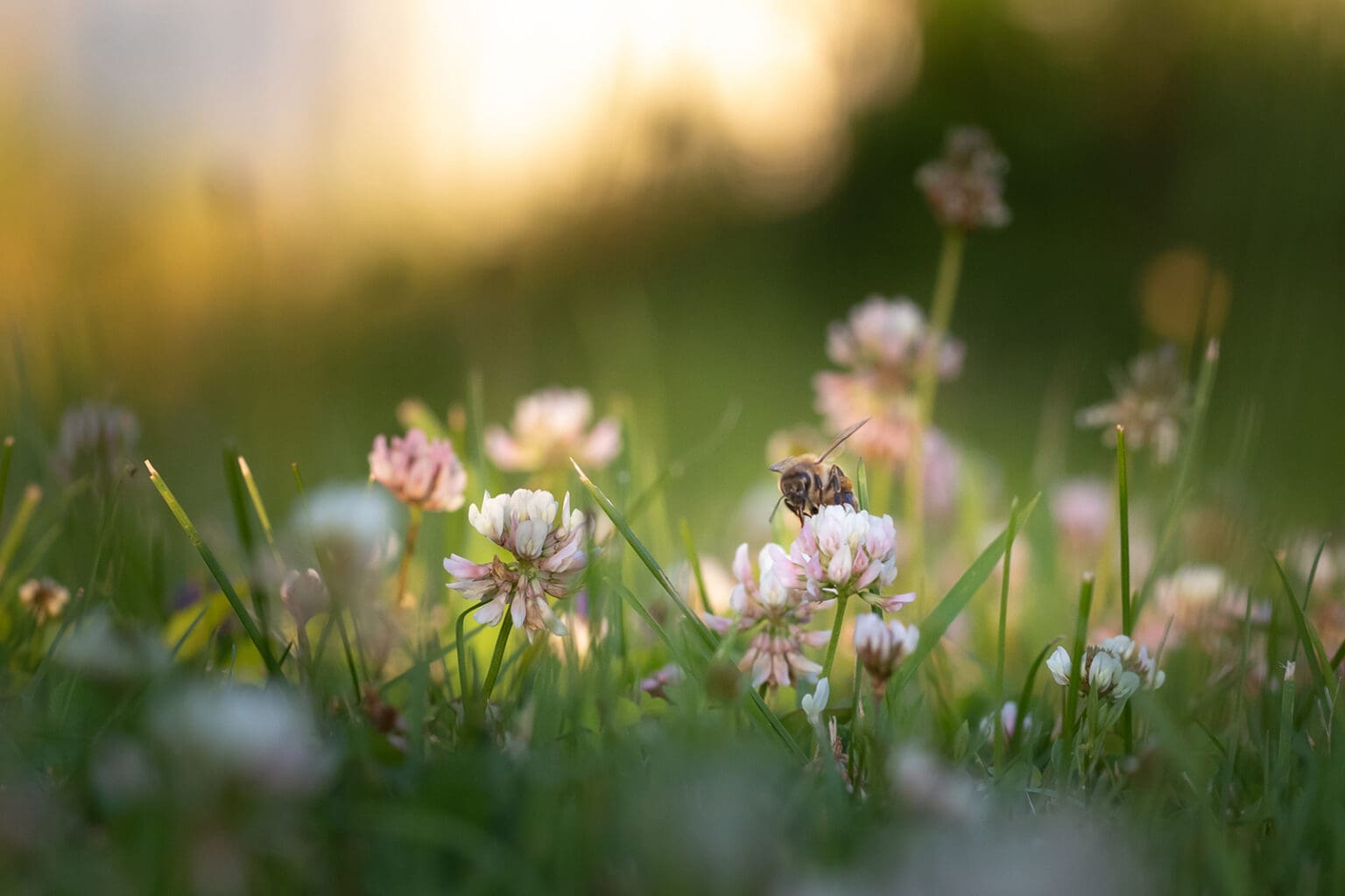 Bee Story
