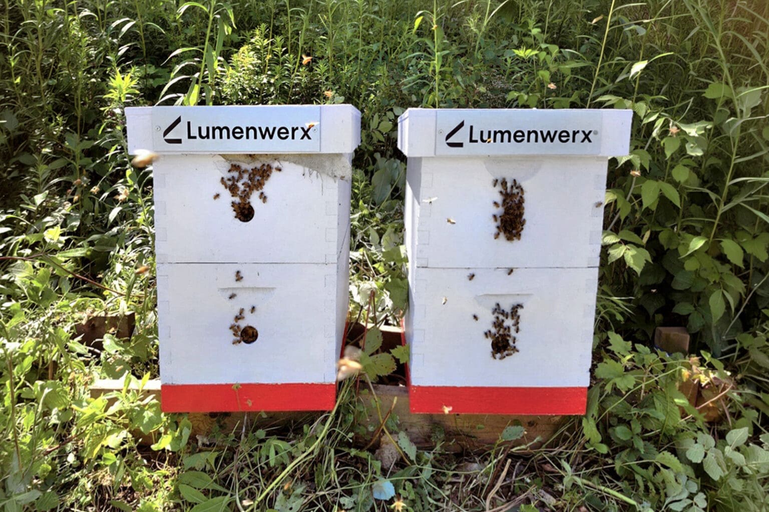 Bee Story